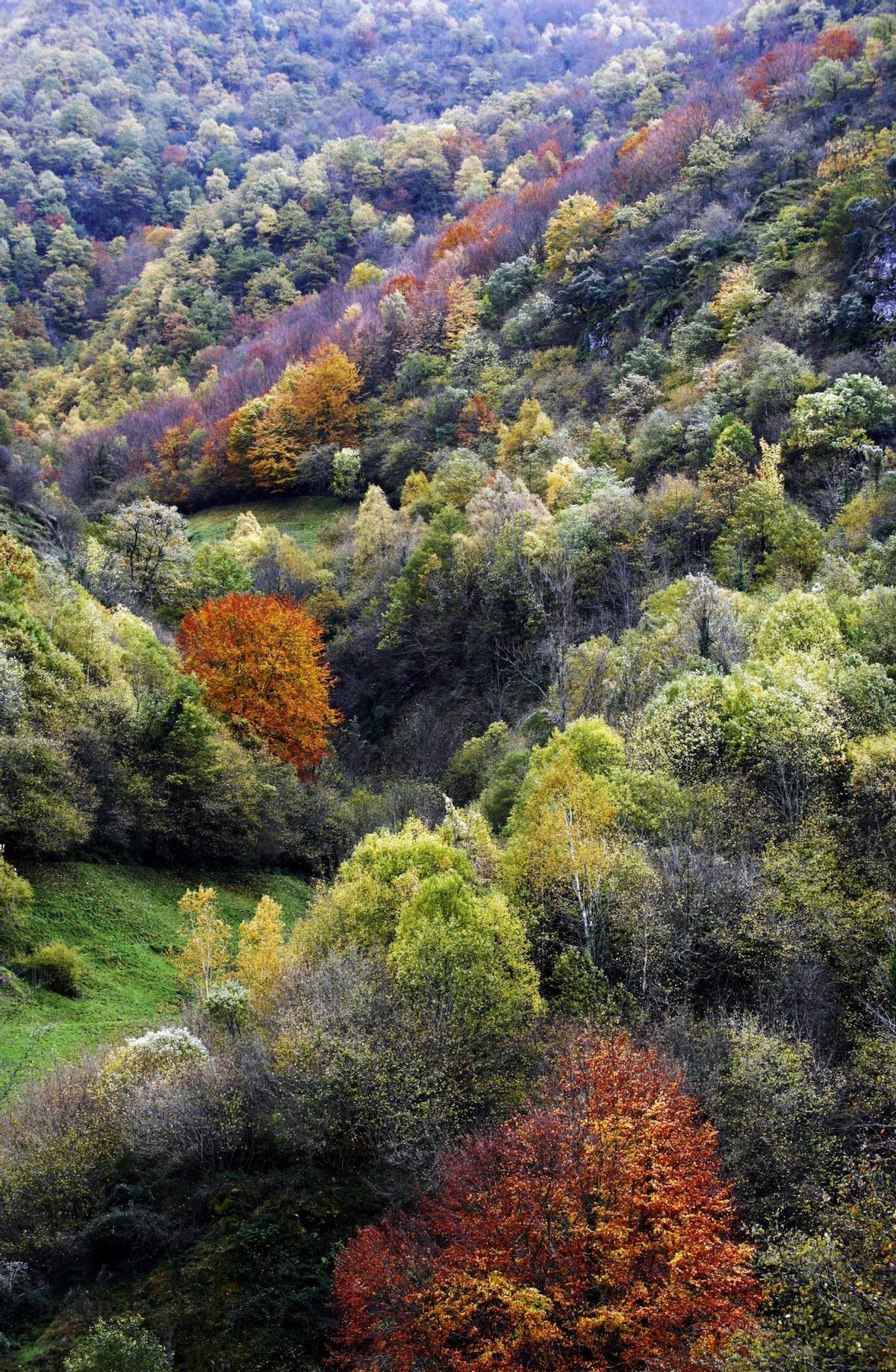 Devesa da Rogueira en otoño.
