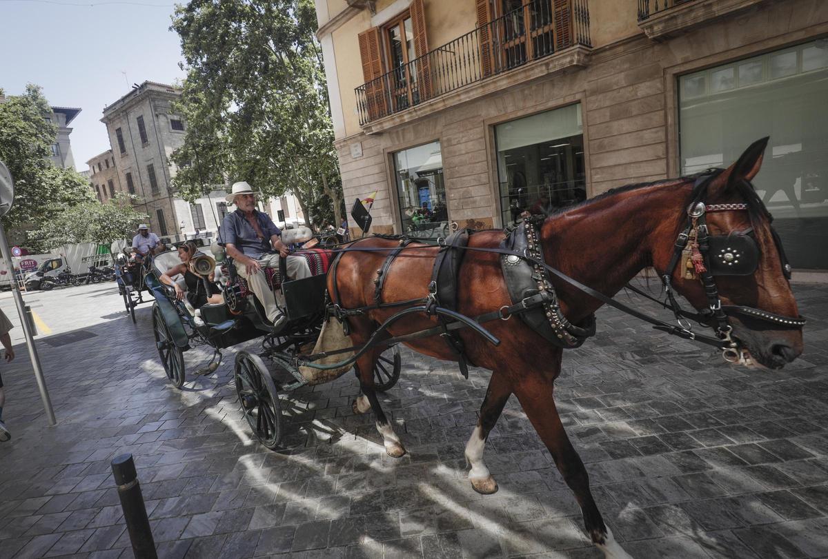 Calesas circulando por el centro de Palma el pasado verano.