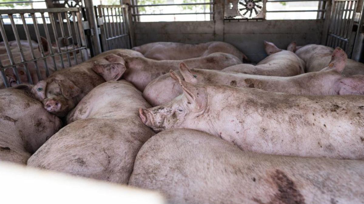Porcs en un camió que esperen a entrar a un escorxador. | ZOWY VOETEN