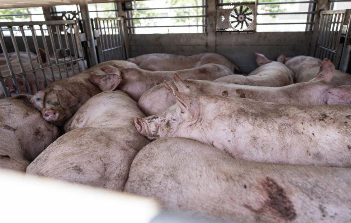 Govern i grangers pacten sacrificar 30.000 porcs