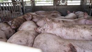 Govern i grangers pacten sacrificar 30.000 porcs