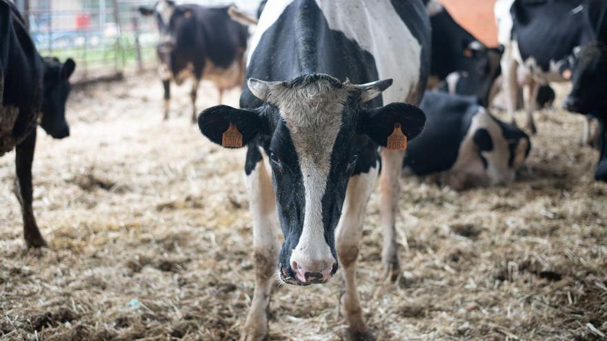 Una vaca afectada por la EHE en una explotación zamorana. | M. A. L. (Archivo)