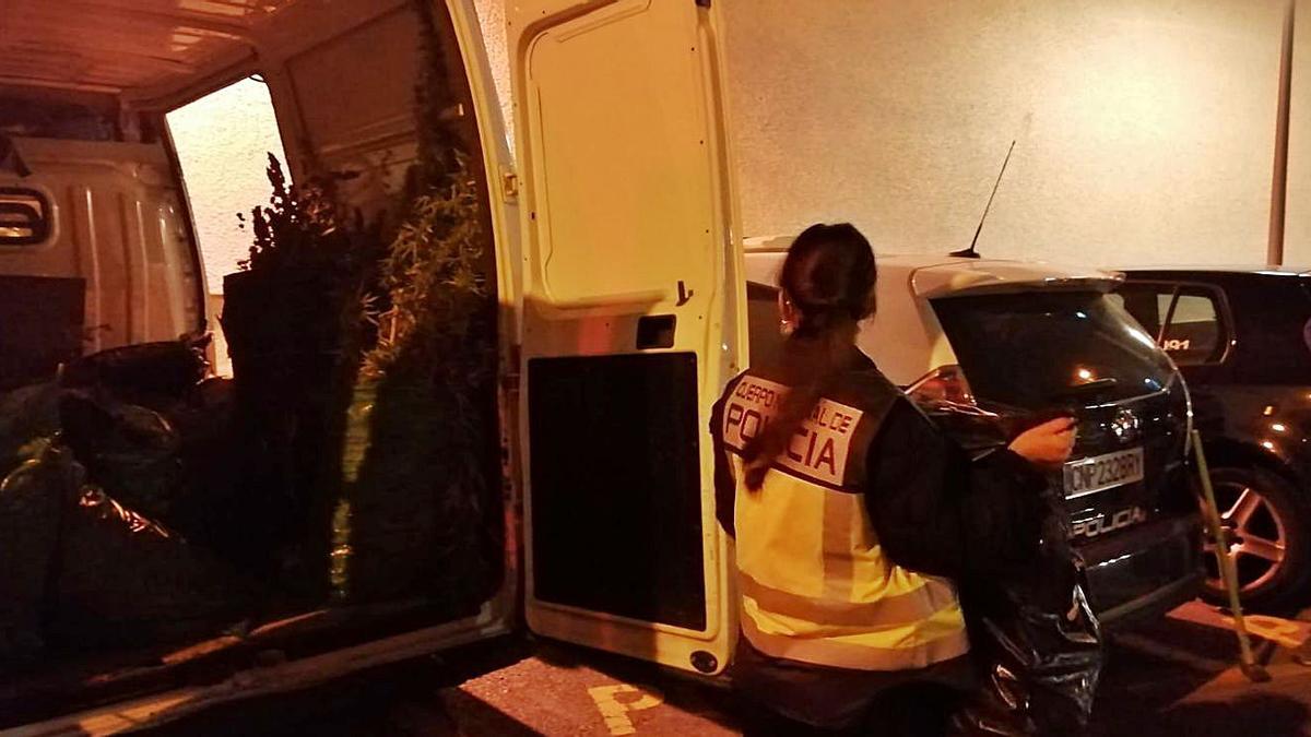 La Policía interviene unas 1.000 plantas de marihuana en La Soledat