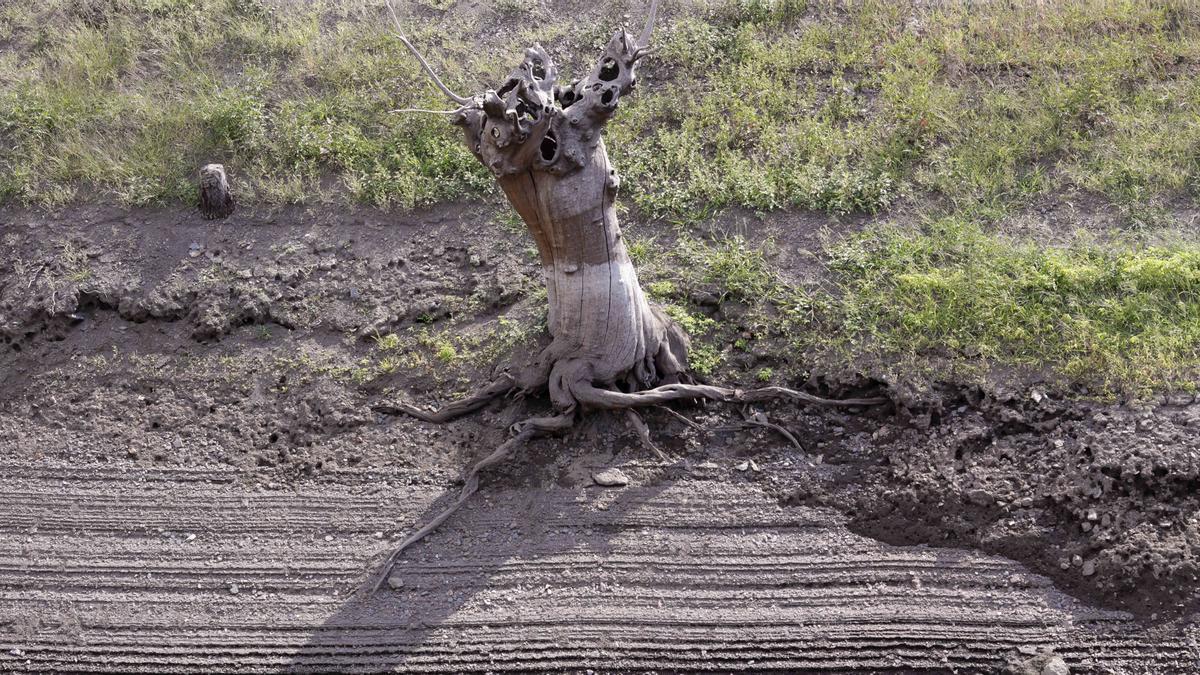 Un tronco de un árbol seco en el lecho del río en Escairón, Lugo.