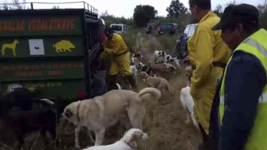 Los cazadores sacan a sus perros para recorrer el coto El Castro, en Gallegos del Campo.