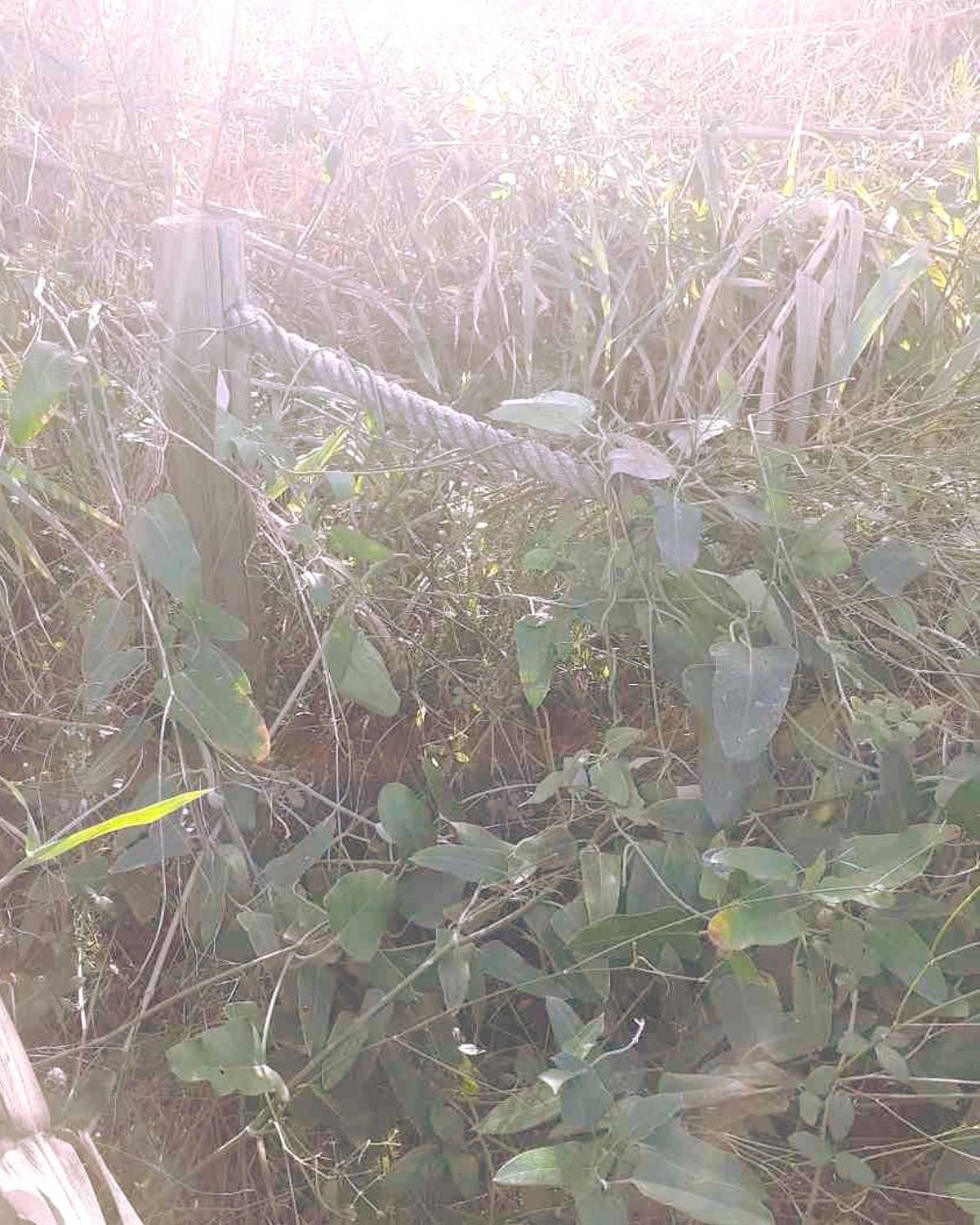 Otra foto de una especie invasora retirada en el paraje natural.