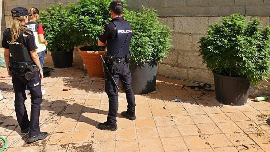 Tres policías, junto a las cinco grandes plantas de marihuana halladas en el patio trasero de la casa.