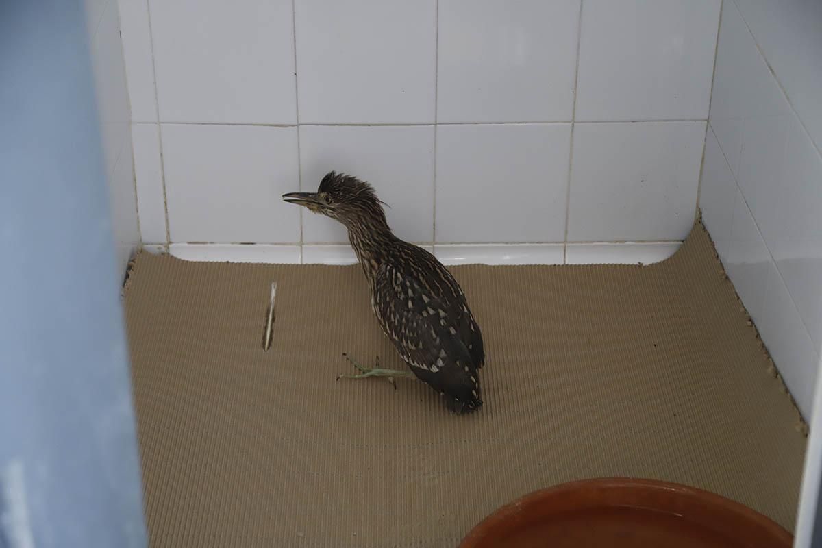 El Centro de recuperación de especies amenazadas de Córdoba, en imágenes