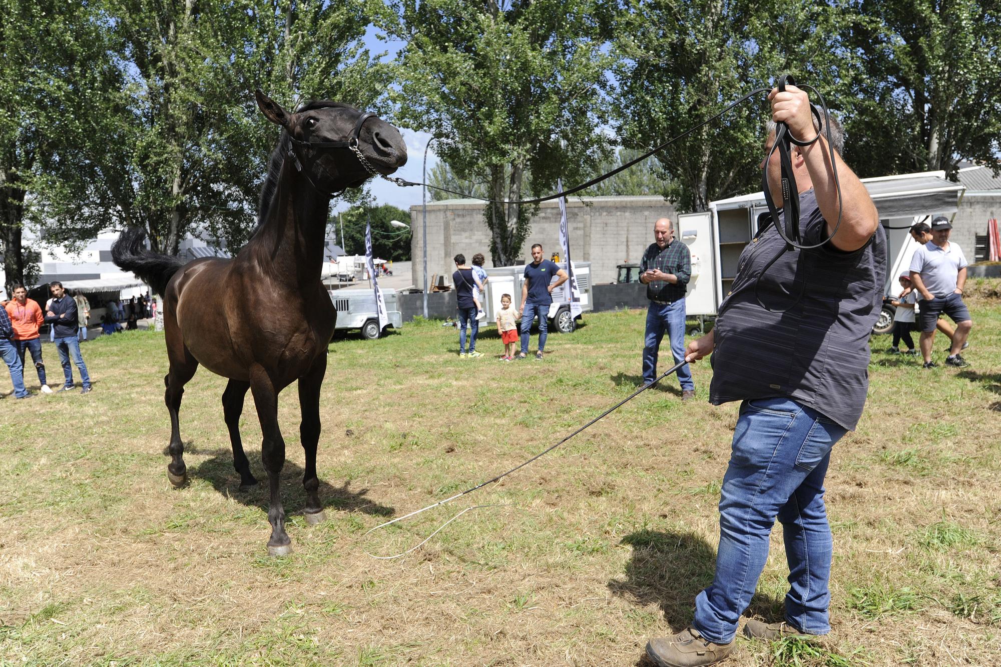 Exhibición de pura raza en la Feira do Cabalo de Lalín