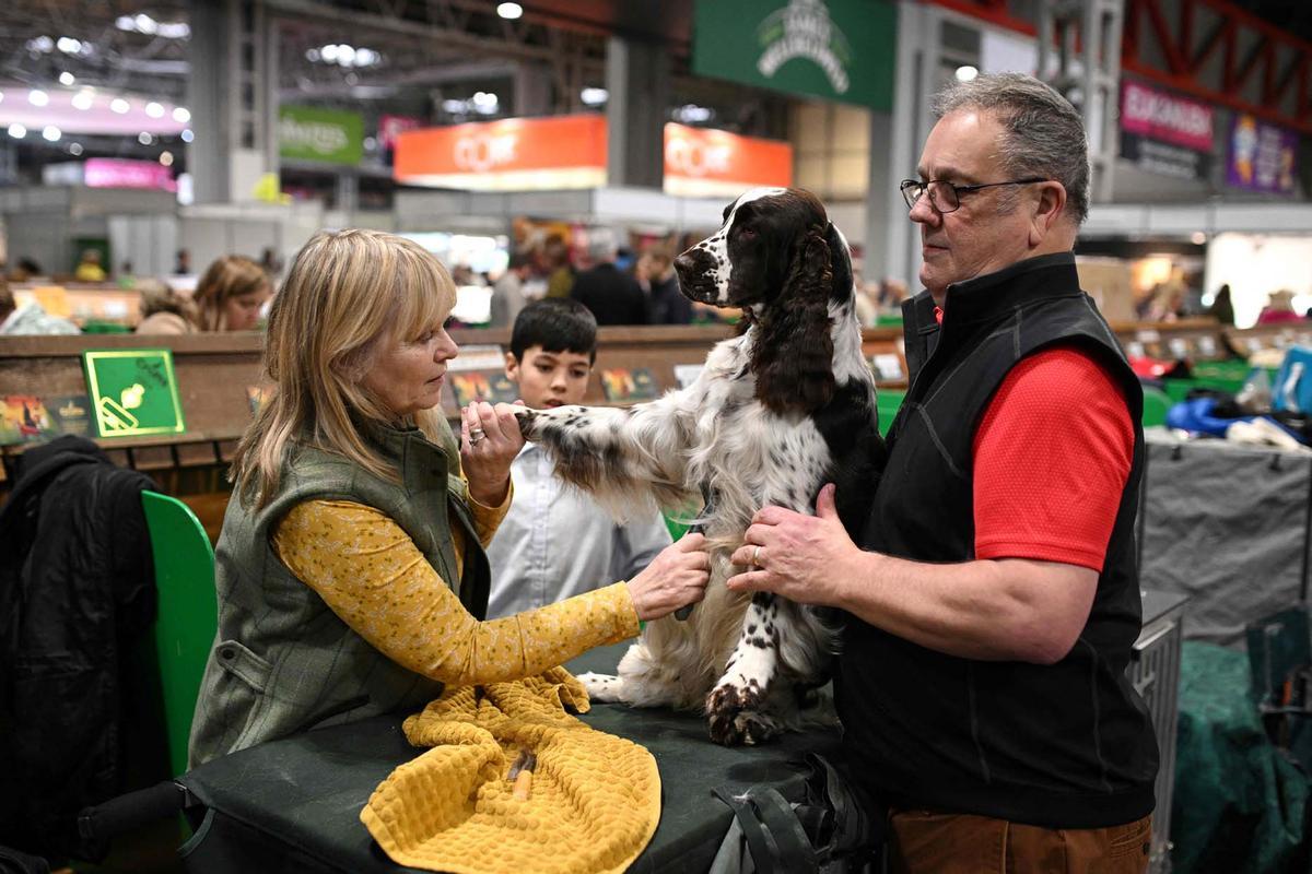 Exposición canina en el Centro Nacional de Exposiciones de Birmingham