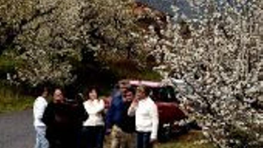 El Jerte prepara con la Juntala Fiesta del Cerezo en Flor