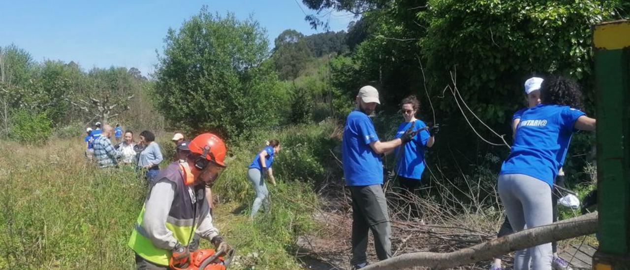 Voluntarios retiran ejemplares de álamo blanco en el entorno de la playa de la Alameda, en Ponte do Porco.  | // LA OPINIÓN