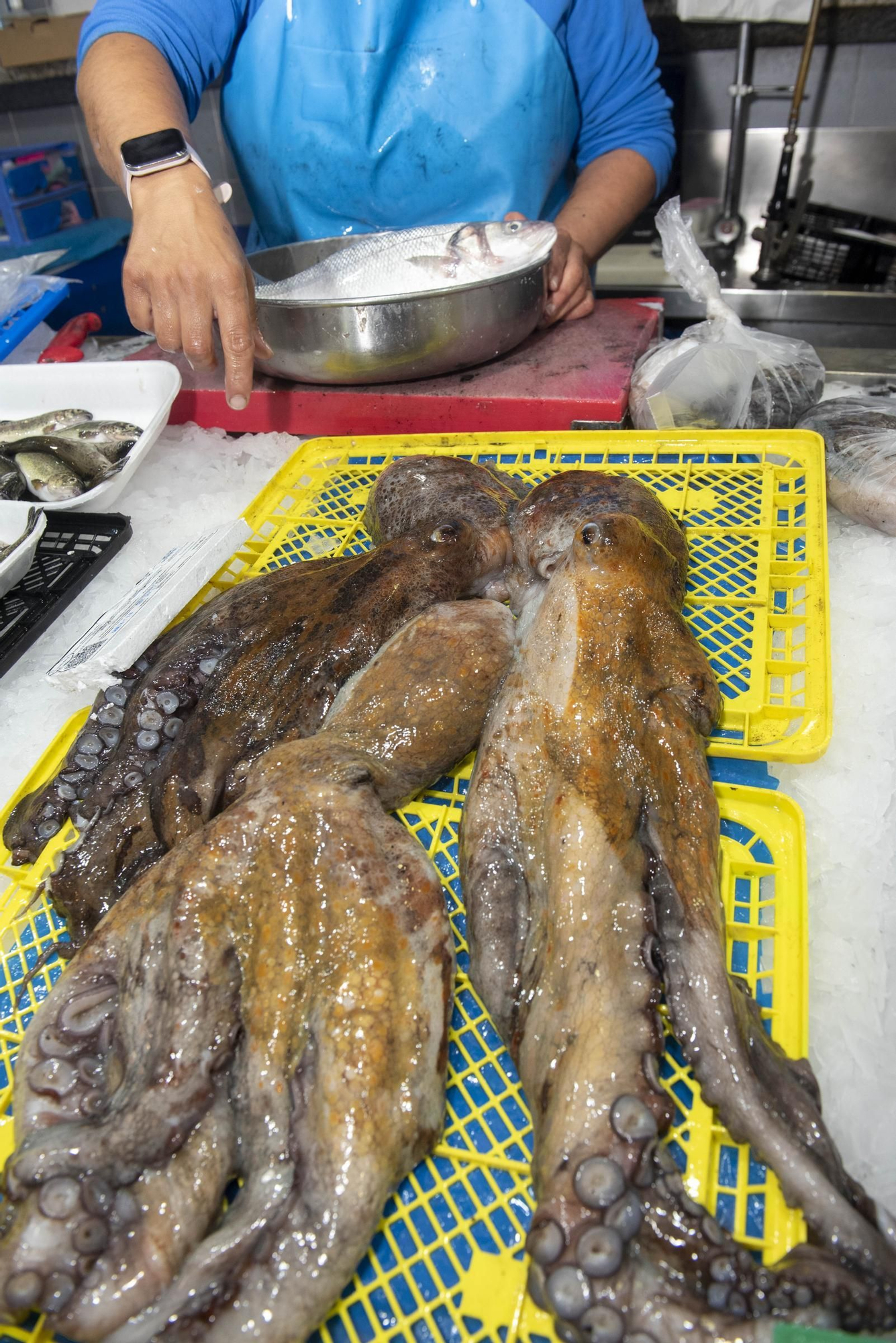 El pulpo gallego vuelve a los mercados de A Coruña tras tres meses de veda