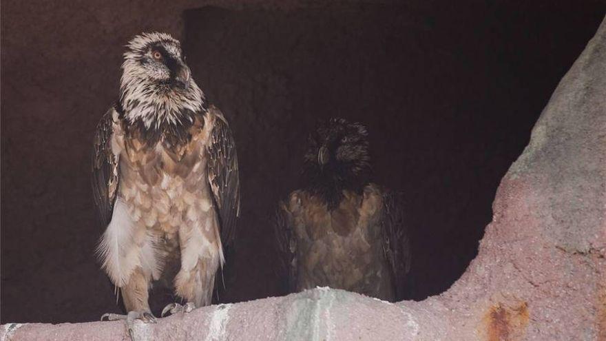 El número de aves muertas por gripe aviar en el Zoo de Córdoba asciende a seis