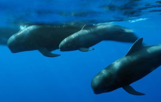 Ballenas en Tenerife