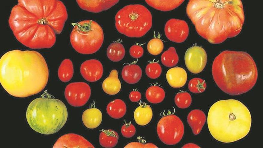 Descubiertos los genes que dan el sabor a los tomates