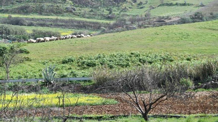 Visita de pastores a las explotaciones de Cortijo El Montañón y Cortijo de Caideros