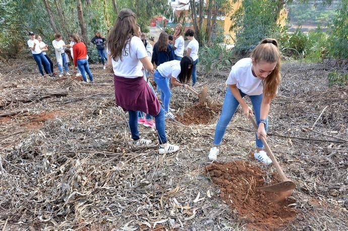 REPOBLACIÓN FORESTAL FONTANALES MOYA