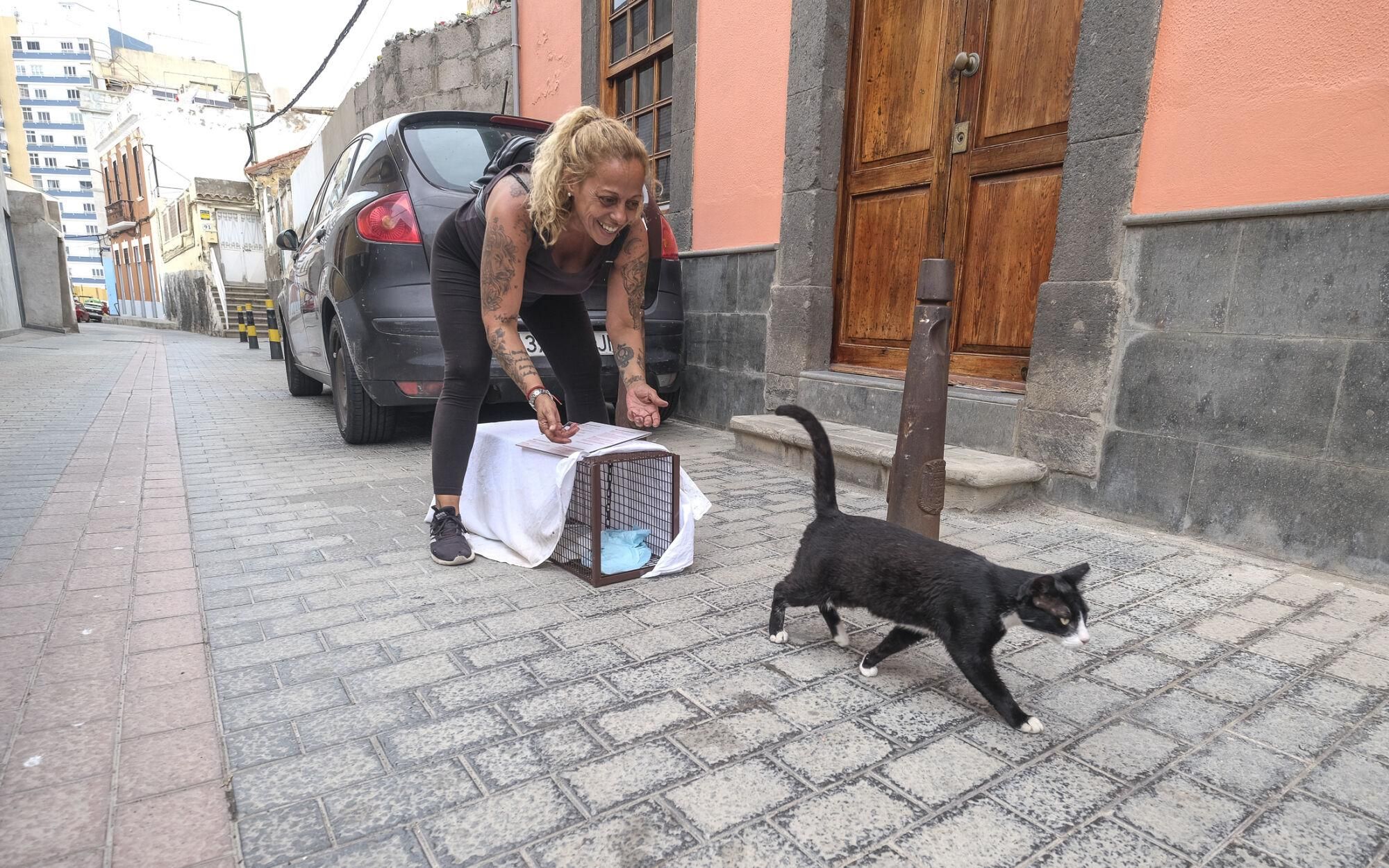 Suelta de gatos castrados en El Risco de San Nicolás