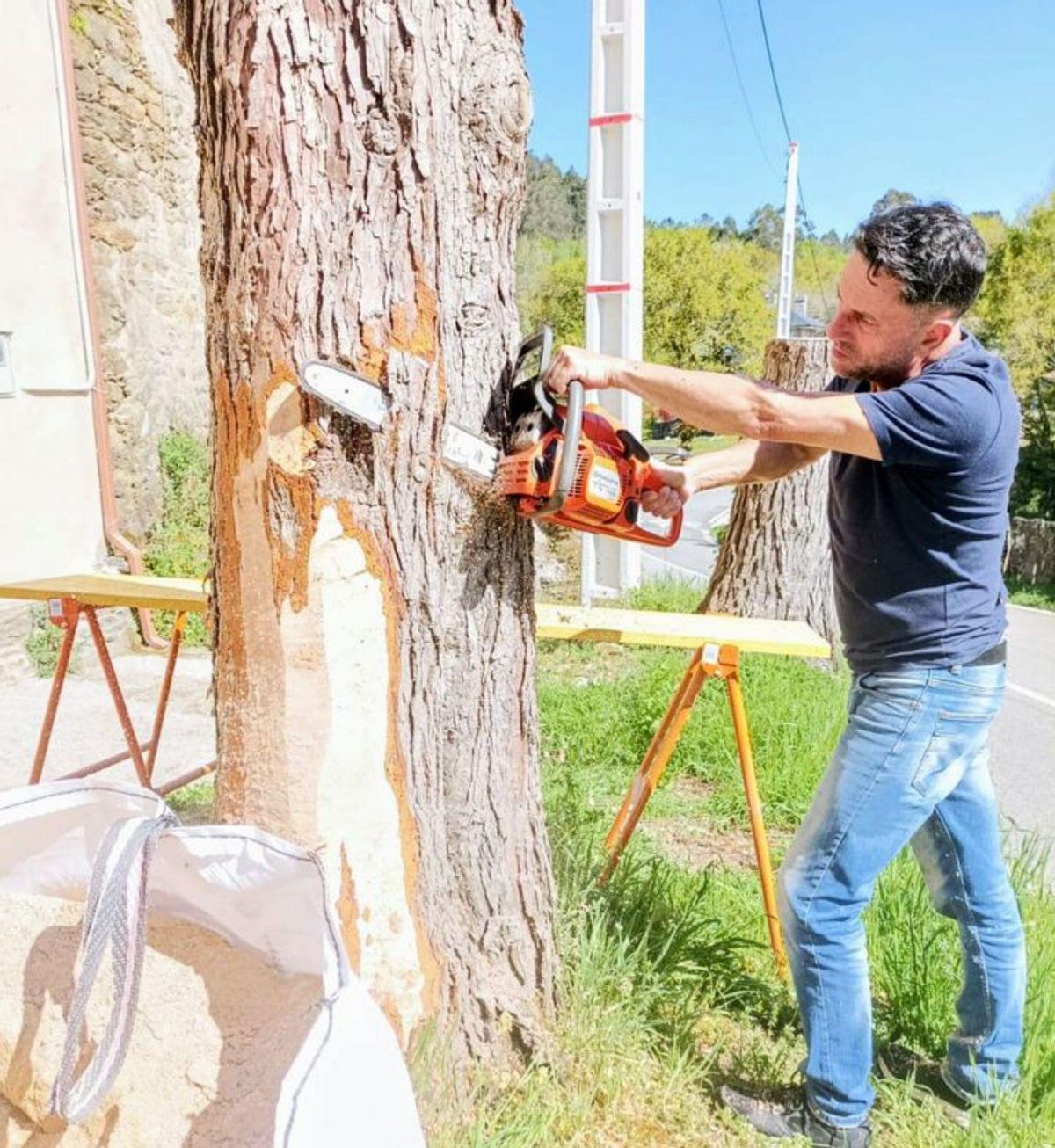 O Sisto talla su futuro a partir de dos viejos cedros