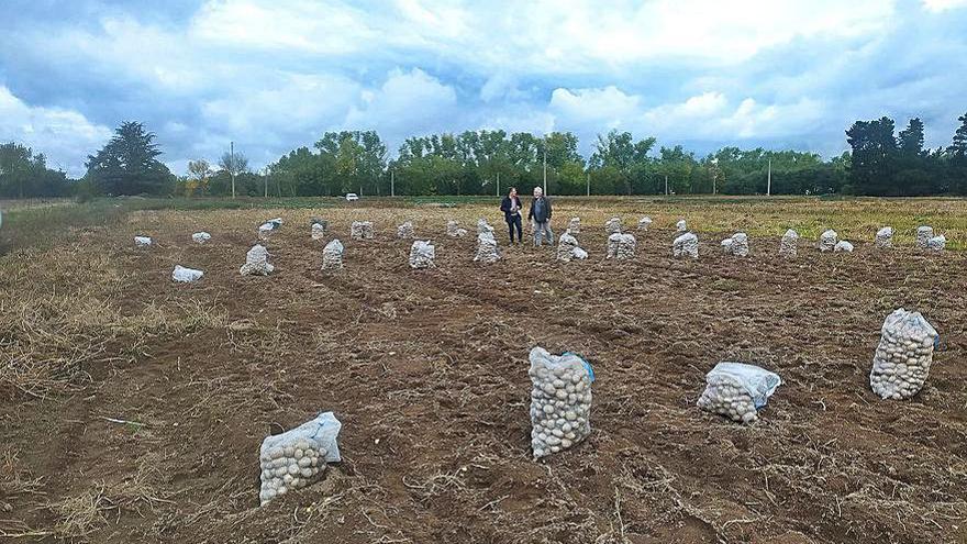Visita de los investigadores a las fincas de Antela. | // FDV