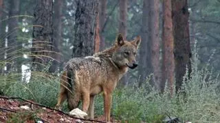 El lobo estabiliza su población en la zona quemada de Zamora tras seis meses