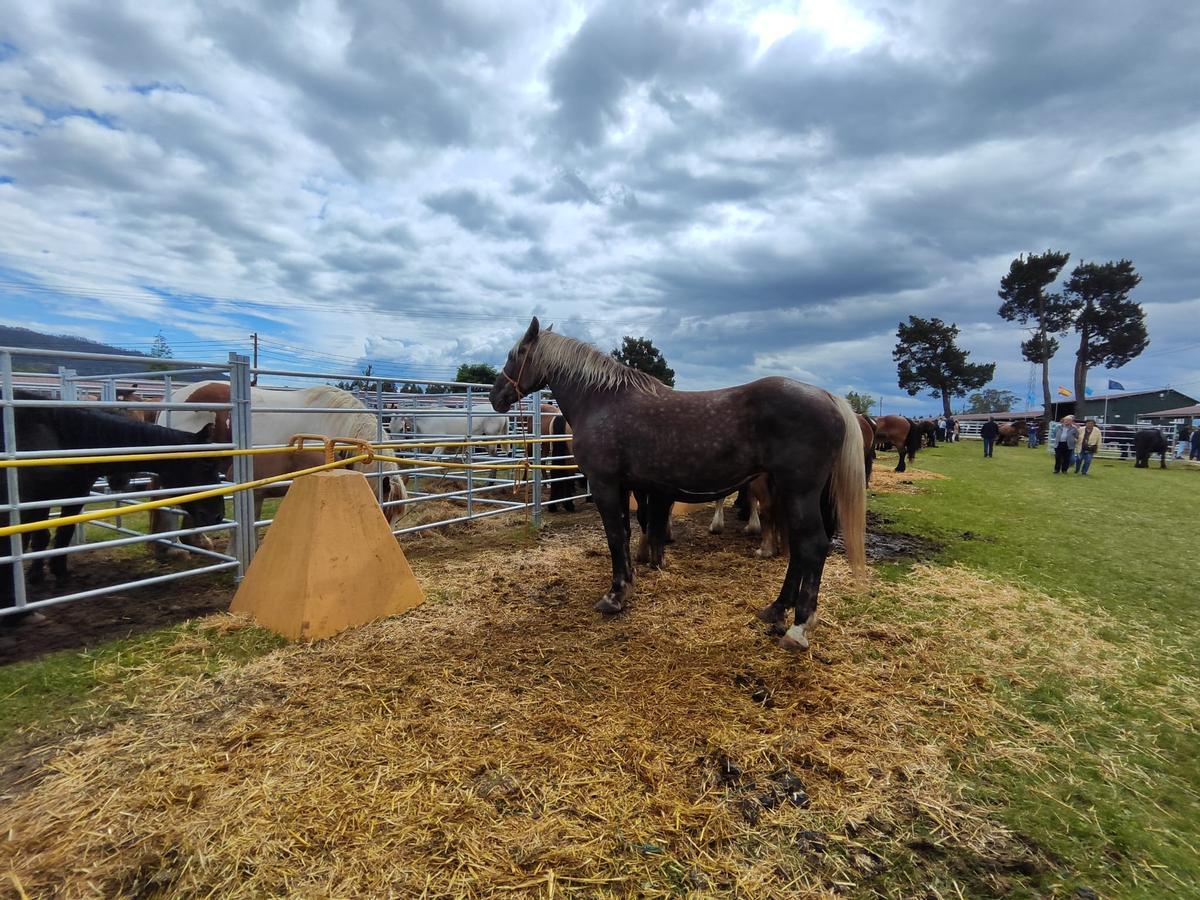 La yegua estrella de la feria de Llanera, en imágenes