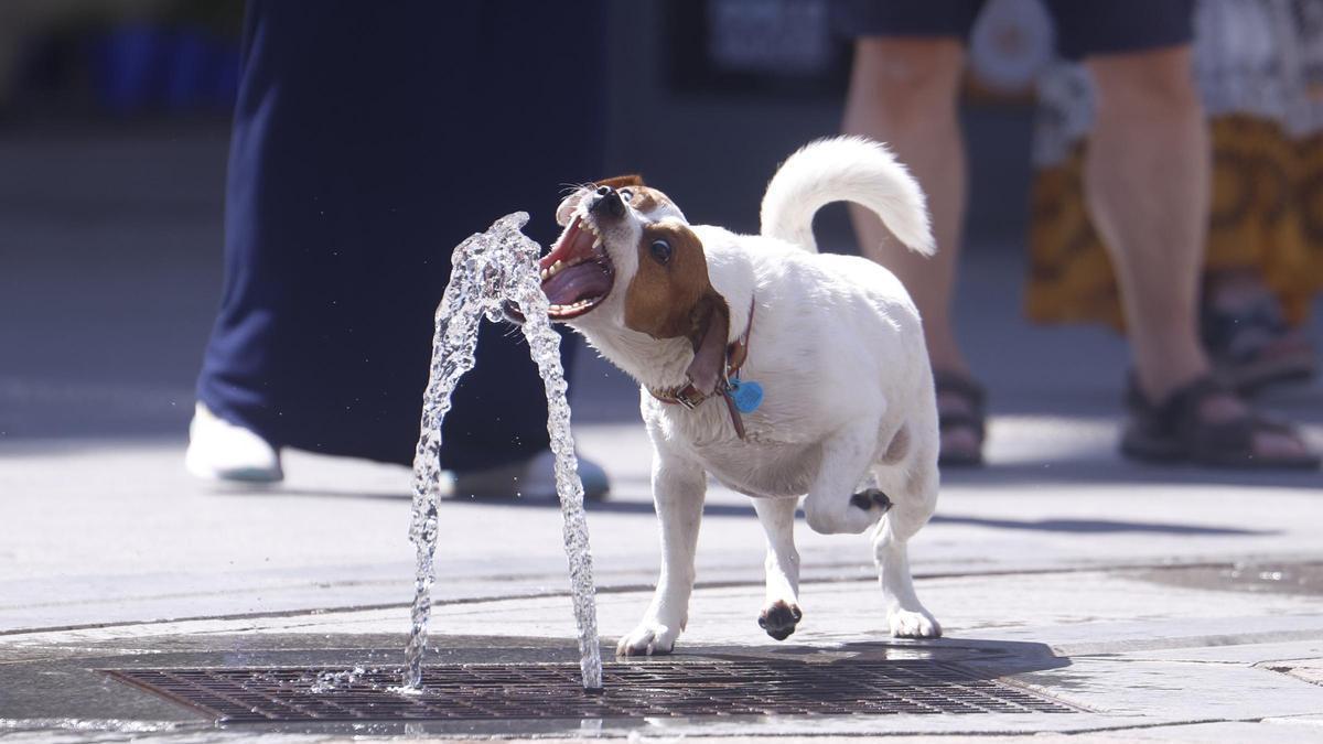 Tratar a los perros como si fueran personas, una tendencia que puede derivar en maltrato