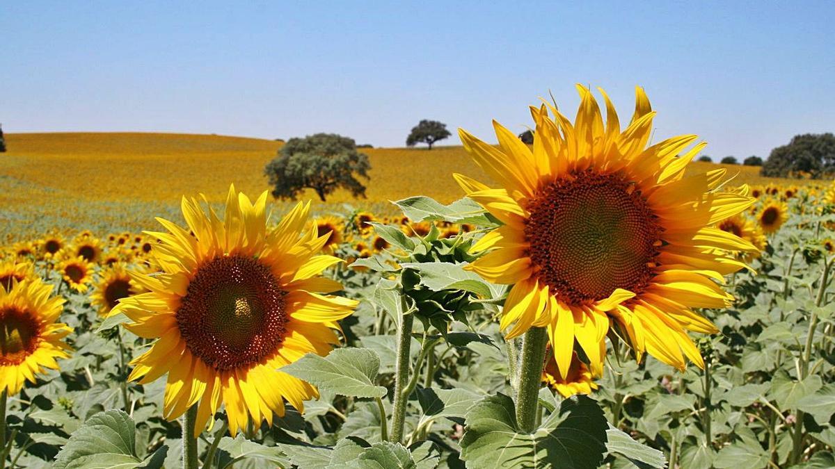 Un cultivo de girasol en la provincia de Córdoba.