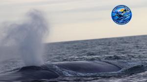 Una de las cuatro ballenas azules avistadas en la costa de Fisterra.