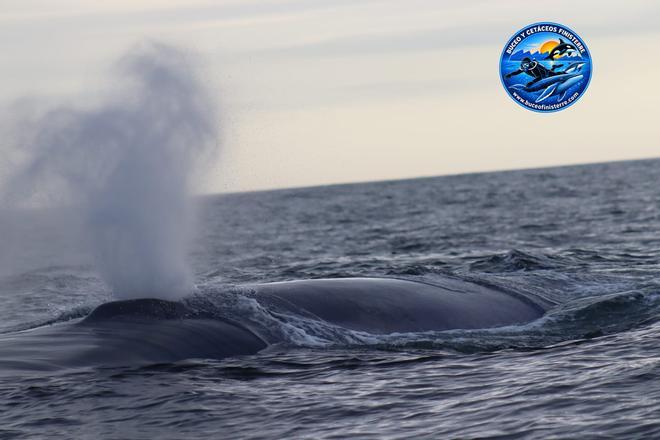 Avistamiento único en Galicia: cuatro ballenas azules a solo diez metros del barco
