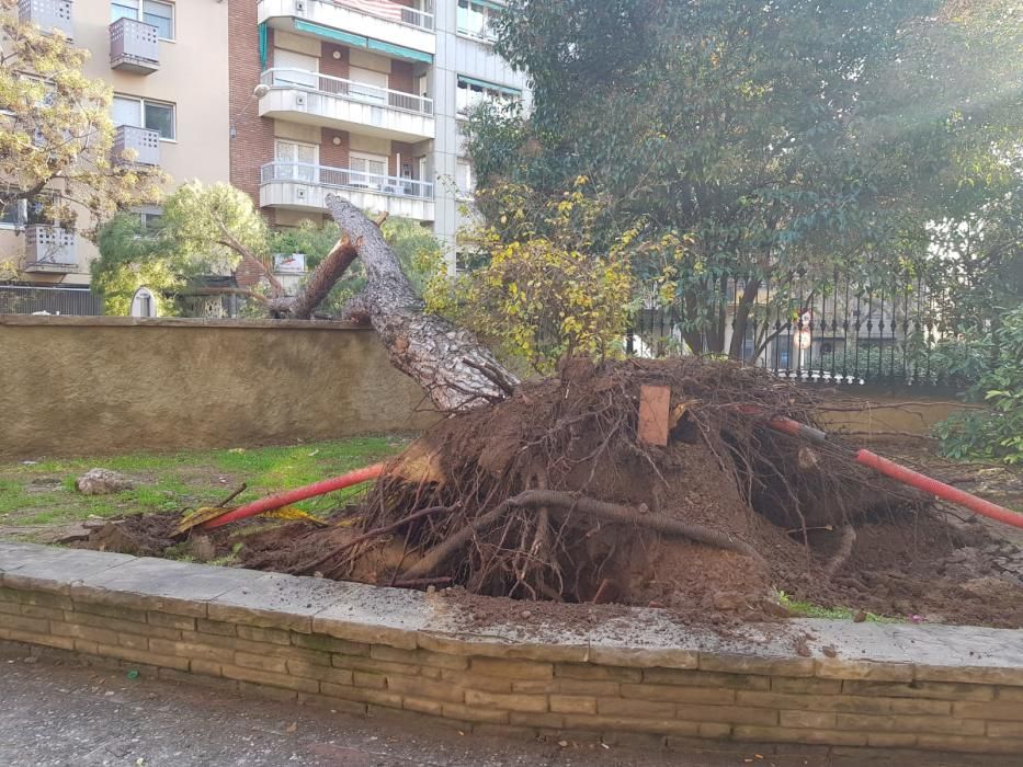 Cau un arbre davant la residència Mont Blanc, a Manresa