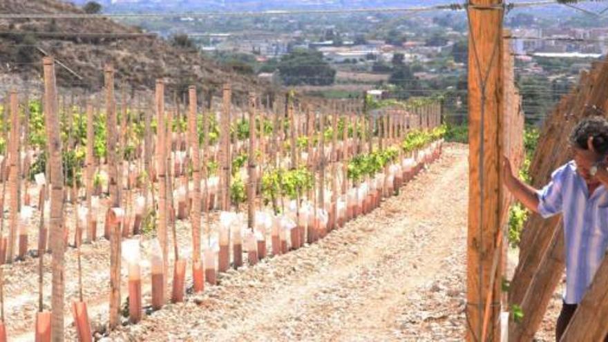 Manadas de arruís bajan de las montañas del Cid para comerse la uva de mesa del Vinalopó