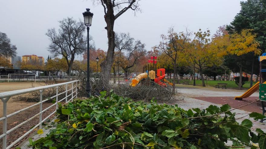 Importante poda en el parque de Plasencia donde un árbol cayó sobre varias personas