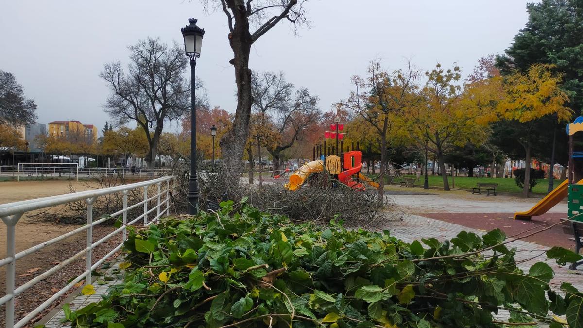 Poda en el parque de Plasencia donde cayó un árbol sobre personas.