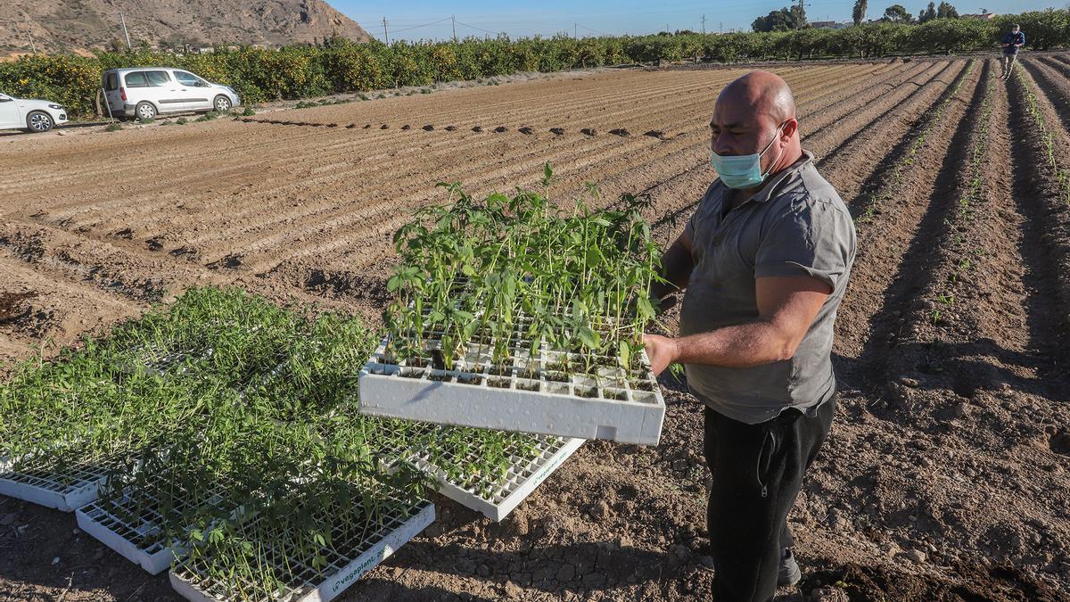 Plantación de cáñamo en Callosa