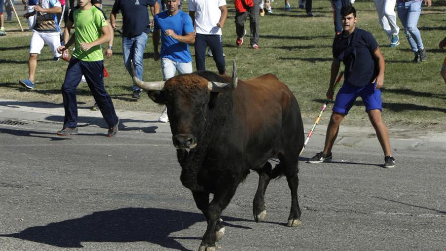 Princípe, un colorado de 630 kilos de pesos.