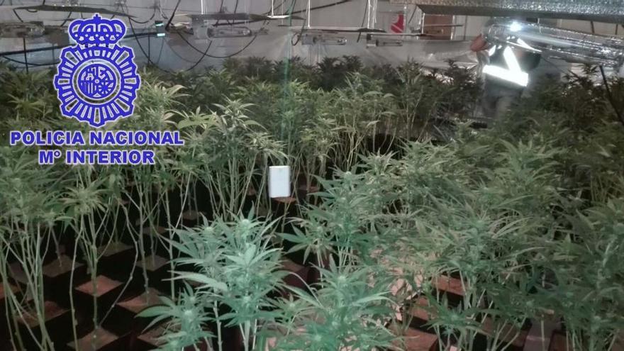 Desmantelada una plantación de marihuana en Malpartida de Plasencia y detiene a 6 personas