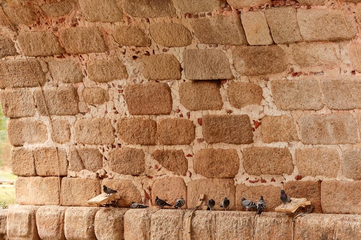 Palomas en la capital extremeña.