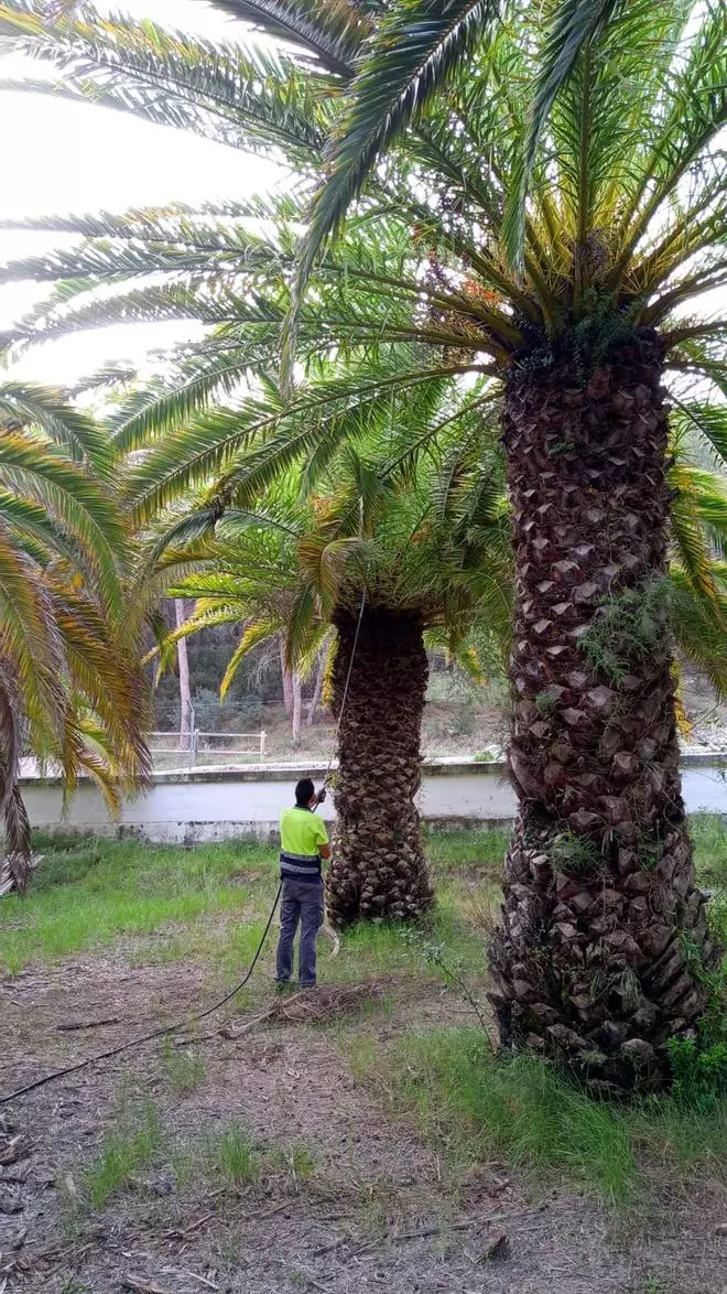 Nuevos tratamientos contra el picudo rojo en Segorbe