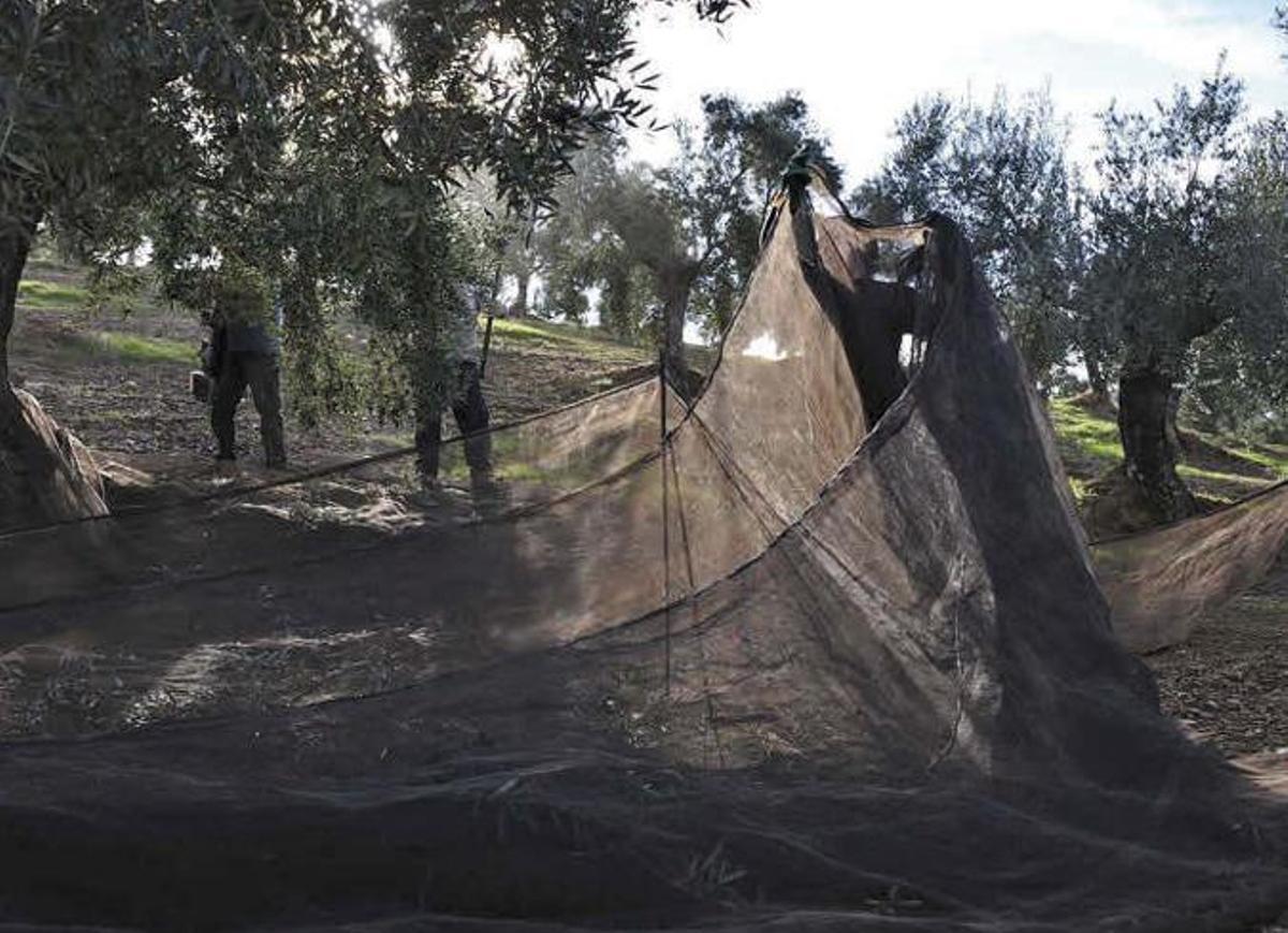 Un grupo de agricultores coloca los fardos para la recolección de la aceituna del olivar de sierra en Córdoba.