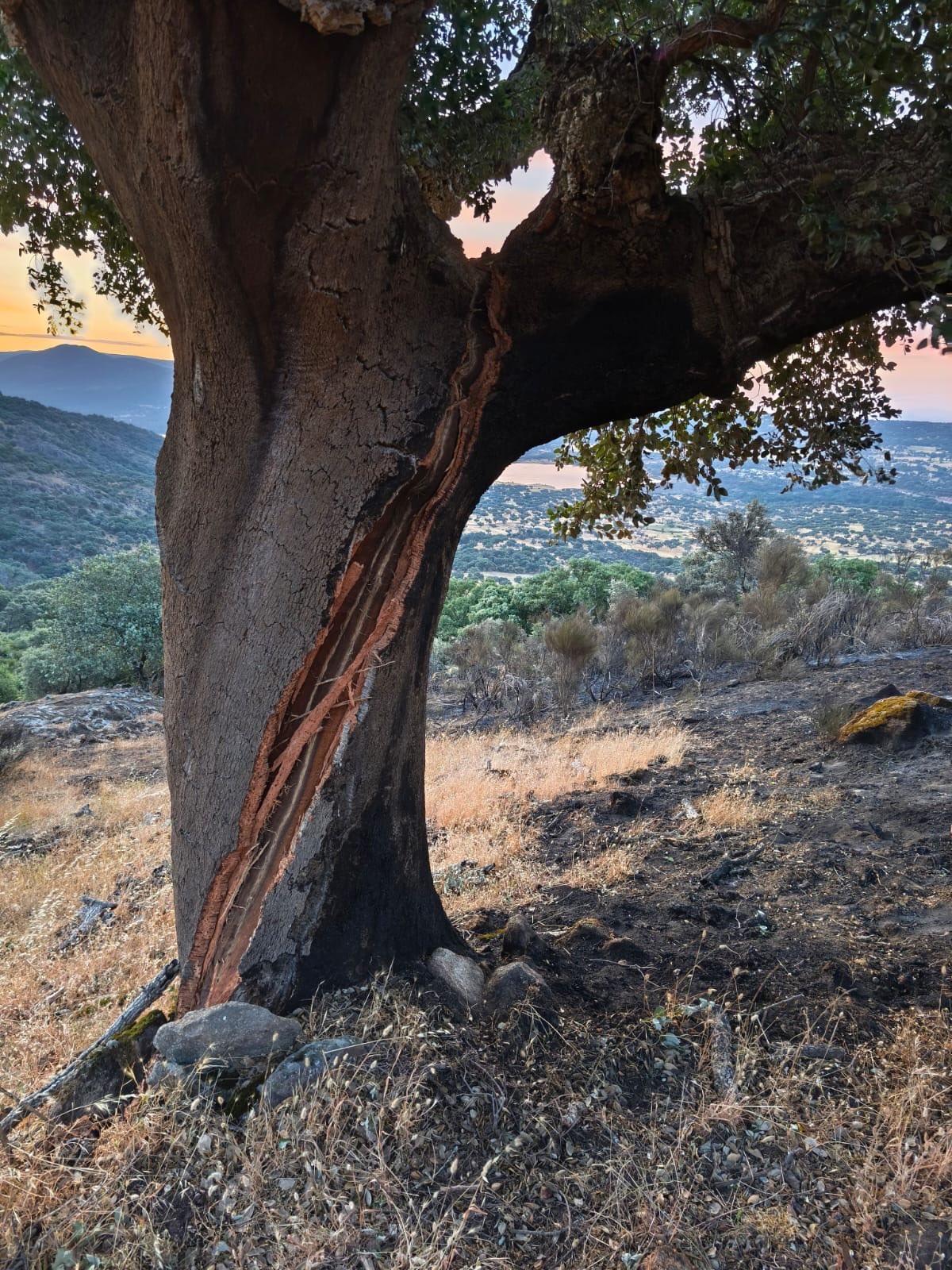 Imagen de cómo quedó el árbol tras la caída del rayo en Plasencia.