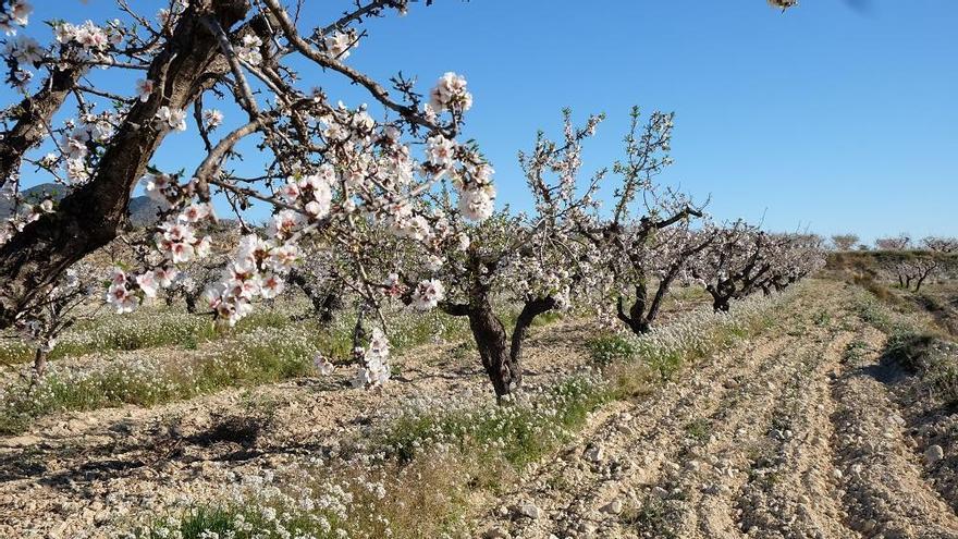 Almendros en flor a principios de año en la Región. FOTO: CRISTINA HEREDIA