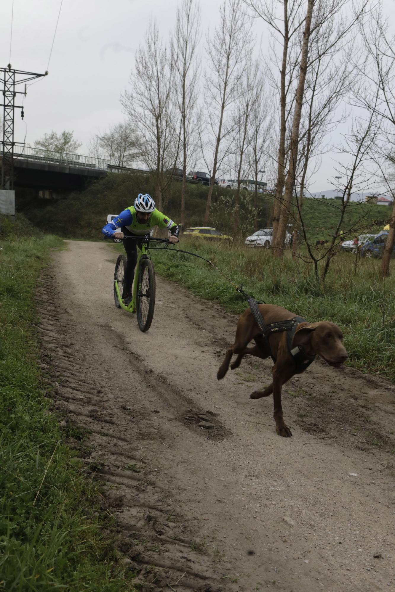 Los corredores del Celtastur de Llanera y sus perros preparan el Mundial en La Morgal: cuatro de sus integrantes estarán en la cita de Plédran (Francia)