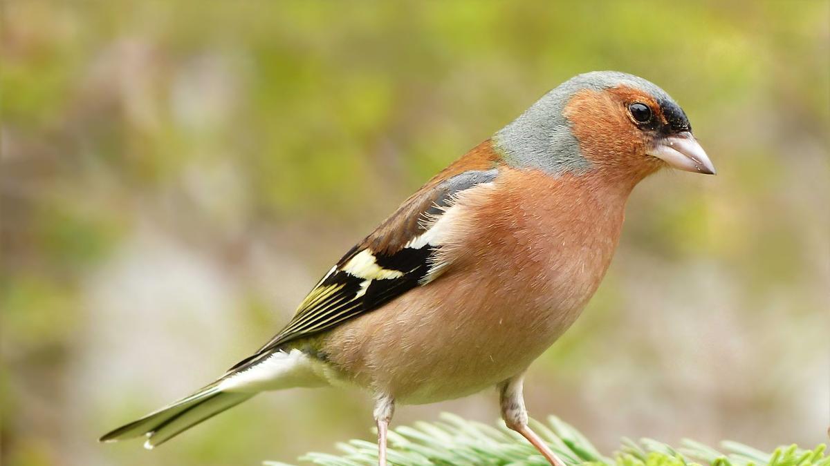 Las aves dispersan semillas y también controlan plagas dañinas