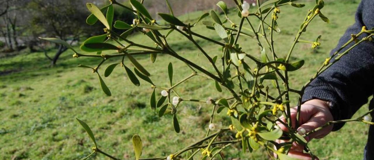 Detalle del fruto blanco y la flor amarilla del muérdago.