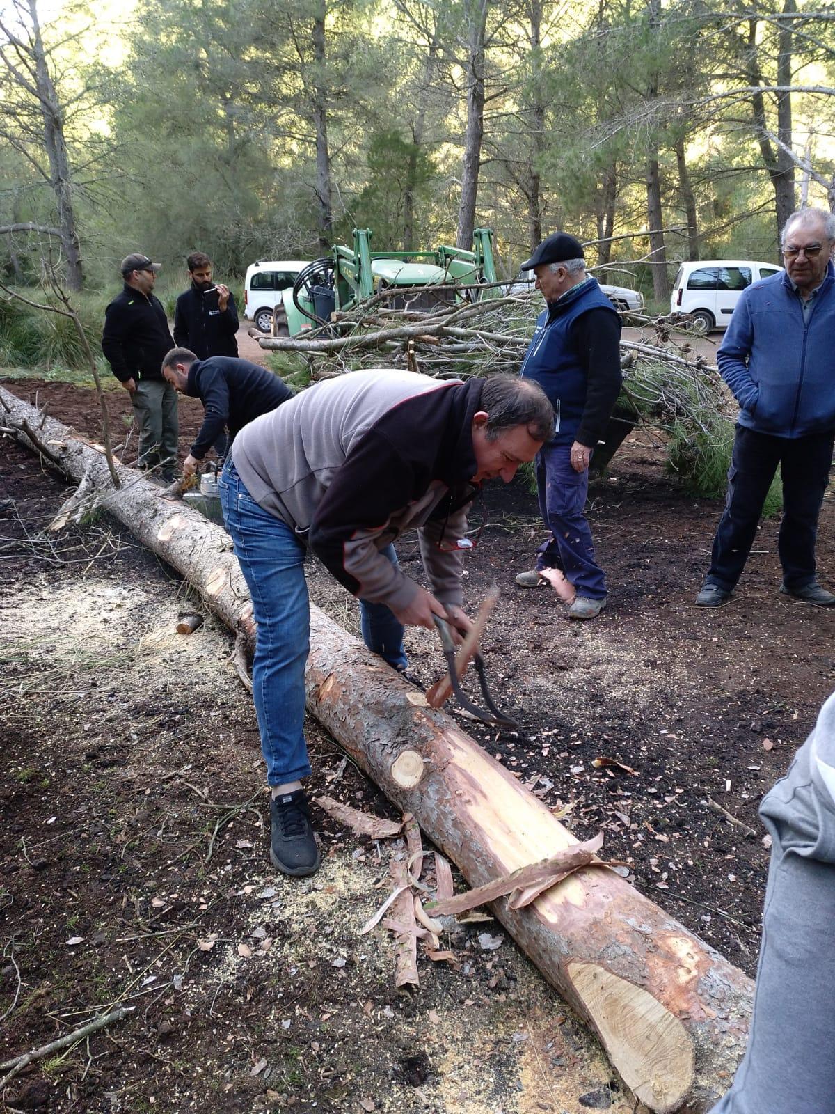 Una vez abatido el árbol empiezan las tareas de preparación del tronco para dejarlo listo para la fiesta del próximo martes.