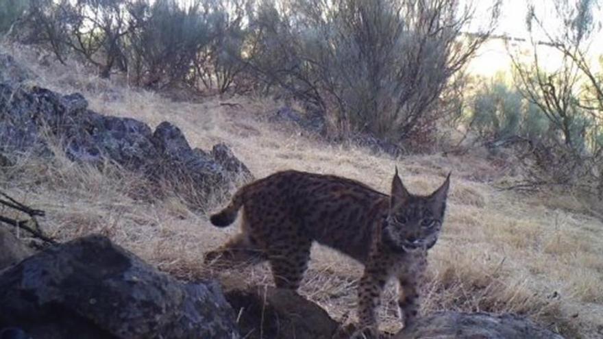 El programa de cría del lince se apunta un éxito al lograr un 83% de supervivencia