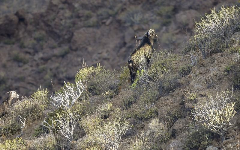 26/05/2018 TASARTICO, ALDEA DE SAN NICOLAS.  Apañada de cabras en la zona de Güi Güi, organizada por el Cabildo de Gran Canaria y  con la colaboración de distintos colectivos. FOTO: J. PÉREZ CURBELO  | 26/05/2018 | Fotógrafo: José Pérez Curbelo