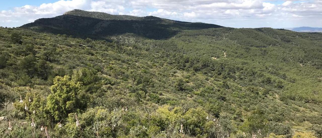 Imagen captada en la cima de la Sierra Salinas en junio de 2021.